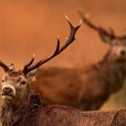 Police called in as gamekeepers and conservation body clash over botched deer killing
