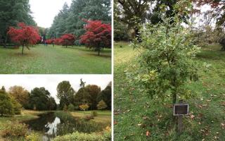 Thorp Perrow Arboretum was created as a private tree collection in the 20th century by Sir Leonard Ropner