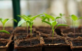 Plant health will take centre stage at the event