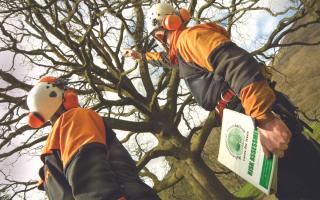 The AA Approved Contractors Scheme is vital for tree surgeons