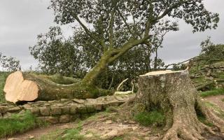 Sycamore Gap tree trunk to be moved from heritage site